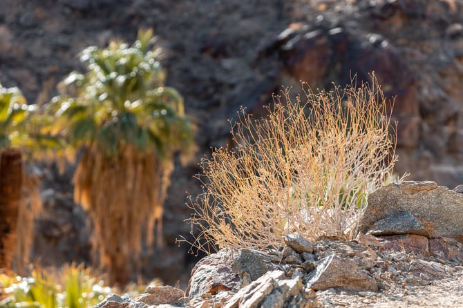 Trails at the Coachella Valley Preserve