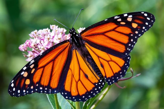 The Monarch Butterfly Grove at Pismo State Beach