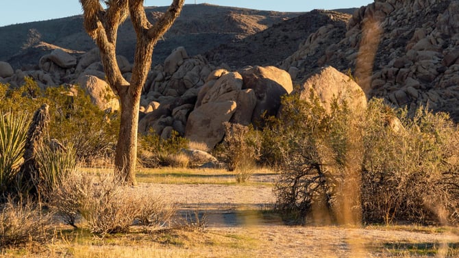 Get Outside: Palm Springs For Nature Lovers