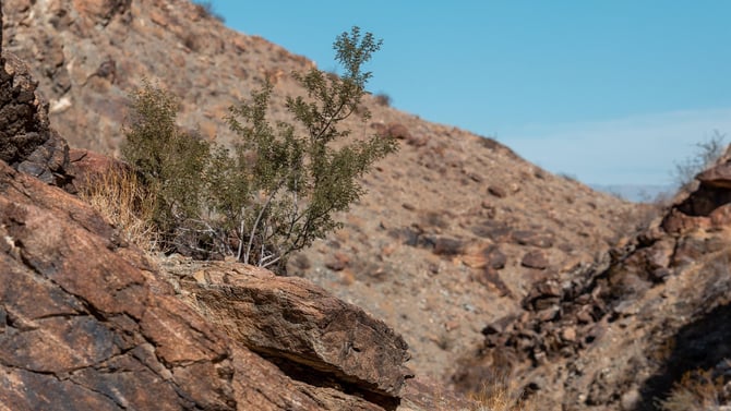 Araby Trail