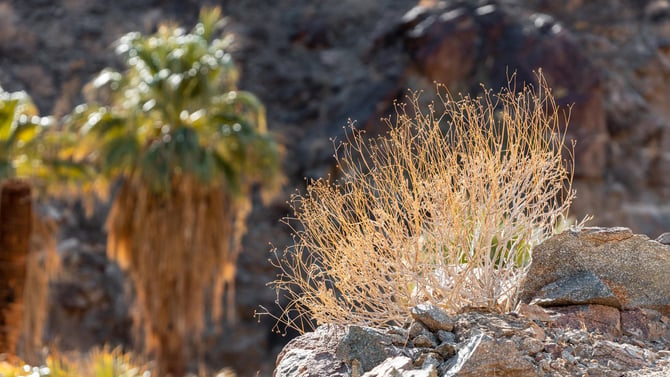 Trails at the Coachella Valley Preserve