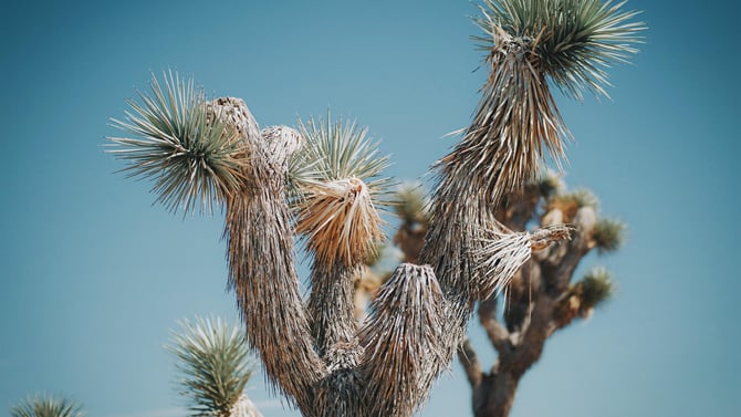 Joshua Tree National Park