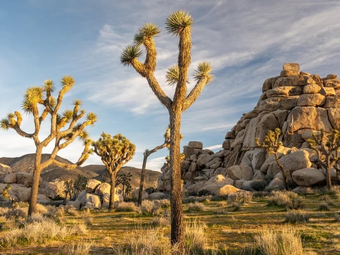 Joshua Tree