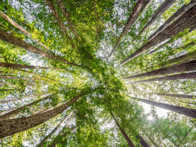 Henry Cowell Redwoods