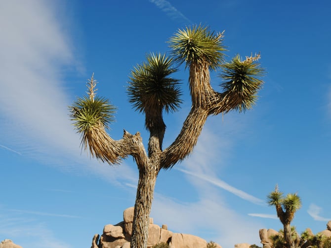 The Living Desert Zoo & Gardens